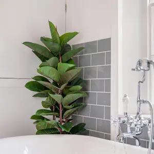 Blooming Artificial - 105cm / 3.5ft Faux Rubber Tree