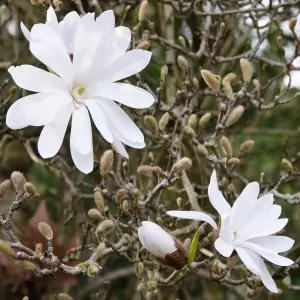 Magnolia Stellata Patio Tree - Stunning Variety, Ideal for UK Gardens, Compact Size (2-3ft)