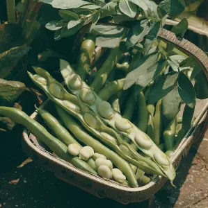 Broad Bean Bunyards Exhibition 1 Seed Packet (30 Seeds)