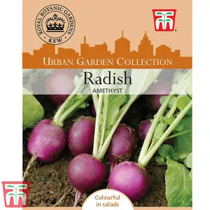 Radish Amethyst 1 Seed Packet (250 Seeds)