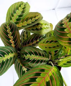 Maranta Fascinator - Tricolour Prayer Plant In 12cm Pot - 20-30cm In Height