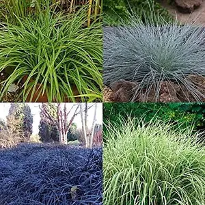 3 x Ornamental Grasses in 9cm Pots - Varieties Like Carex - Festuca - Imperata