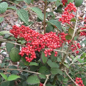 Viburnum plicatum Kilimanjaro Sunrise Shrub in a 3-Litre Pot