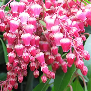 Pieris Valley Valentine Evergreen Shrub - Lush Green Foliage, Stunning Pink Flowers (15-30cm Height Including Pot)