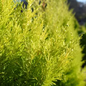 Cupressus Wilma Goldcrest 4 x 9cm Pots - Golden Conifers Evergreen Hardy Plants