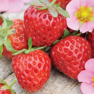 Strawberry Marshmello Bare Root - Grow Your Own Bareroot, Fresh Fruit Plants, Ideal for UK Gardens (5 Pack)