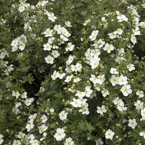 Potted Plantentilla Fruticosa Abbotswood 3.5 Litre Potted Plant x 1