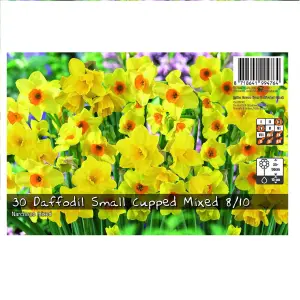 30 Daffodil Bulbs Small Cupped Spring Flowering Bulbs 8/10 Mini Narcissus Daffs