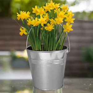 Pronto Seed Daffodil Flower Growing Kit with Bucket Planter & Daffodil Bulbs - Gardening Gifts for Women & Men