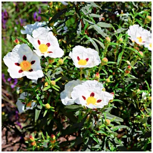 Cistus Dansereaui 'Decumbens' Rock Rose 20cm Tall In 2L Pot