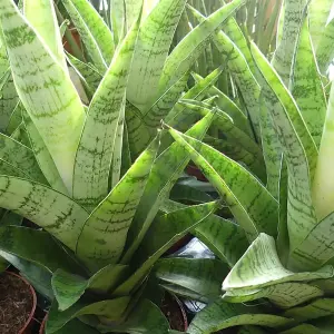 Sansevieria Tough Lady - Indoor House Plant for Home Office, Kitchen, Living Room - Potted Houseplant (30-40cm)