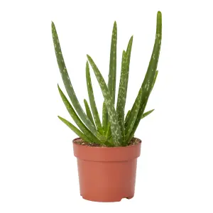 Verve Aloe vera in Terracotta Plastic Grow pot 12cm