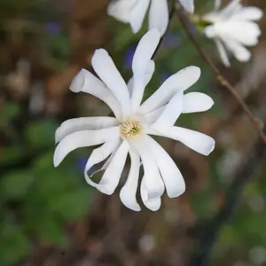 Star Magnolia Outdoor Shrub Plant Magnolia Stellata 2L Pot 30cm