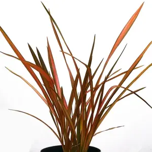 Phormium Maori Maiden Garden Plant - Striking Variegated Foliage, Compact Size, Hardy (25-35cm Height Including Pot)