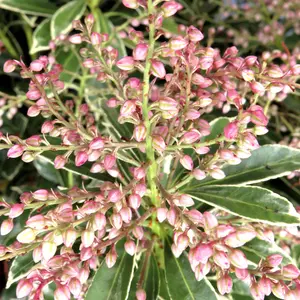 Pieris Polar Passion, Evergreen Shrub Plant for UK Gardens (15-25cm Height Including Pot)