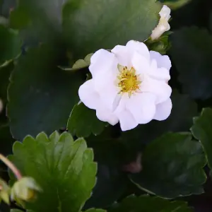 Strawberry (Fragaria) Summer Breeze Snow 9cm Pot x 3