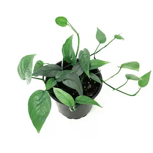 House Plant - Blue Pothos - Cebu Blue - 12 cm Pot size - 20-30 cm Tall - Epipremnum Pinnatum - Indoor Plant