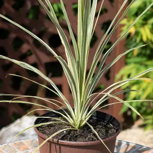 Cordyline Lime Passion Pair of Established Plants in 17cm Pots