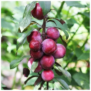 Dwarf Patio Big Juicy Victoria Plum Tree,Self Fertile & Juicy, Ready to Fruit 3FATPIGS