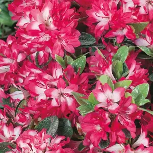 Azalea Izum-no-mai - Compact Evergreen Shrub, Delicate Pink Blooms (20-30cm Height Including Pot)