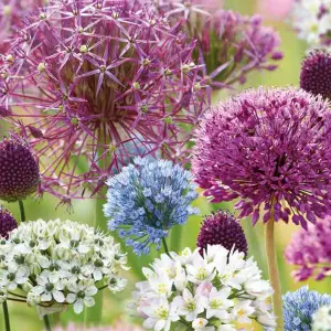 Allium Collection Mixed 50 Flower bulbs