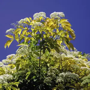 Hedge Golden Elderberry (Sambucus nigra Aurea) 1 Bare Root Plant