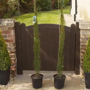 Pair of Italian Cypress Trees, 1.2 - 1.4m Tall in 20cm Pots Ornamental Evergreen Trees