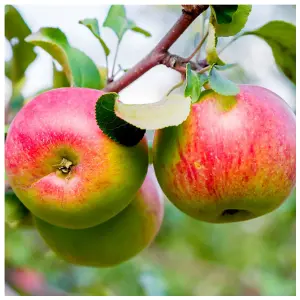 Worcester Pearmain Apple Tree, 5-6ft Tall, Ready to Fruit,Self-fertile & Sweet