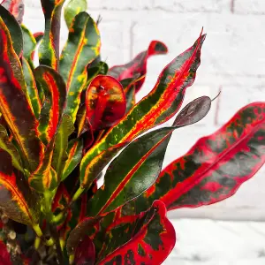 Codiaeum Mammi in 12cm Pot - Joseph's Coat - Multicoloured Indoor Plant