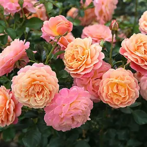 Harkness Roses Rose Peach Melba in 3L Pot