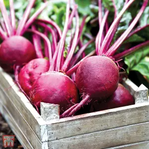 Beetroot Detroit 6 Rubidus 1 Seed Packet (200 Seeds)