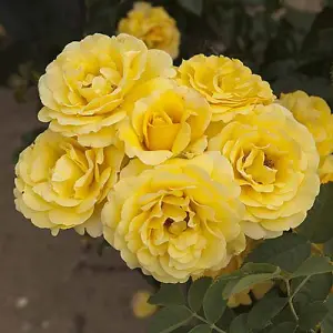 Rose 'Golden Wedding' Yellow 50th Wedding Anniversary, Gift Rose Bush Plant, in a 3L Pot, Ready to Plant