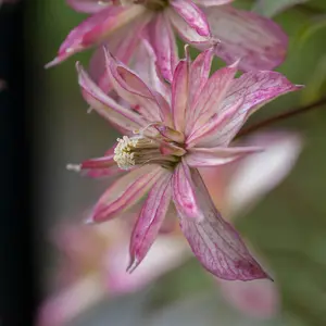 Clematis Montana Collection - Supplied as a Set of 3 Montana Clematis in 9cm Pots (Pack of 3)