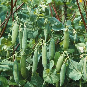 Pea Kelvedon Wonder 1 Seed Packet (250 Seeds)