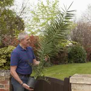 Pair of Hardy Phoenix Palms 1m 20cm Pot, Canary Island Date Palm, Exotic Tropical Hardy for UK Gardens Supplied as 2 x Established