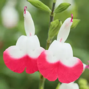 Salvia Cherry Lips Garden Plant - Red and White Blooms, Compact Growth, Medium Size (20-30cm Height Including Pot)