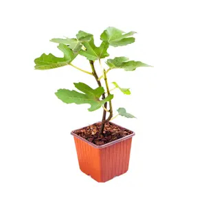 Fig Tree 'Brown Turkey' in a 9cm pot - Hardy Fruit Plant for Gardens - Potted Garden Ready Fig Tree Perfect for Plant Pot or Outdo