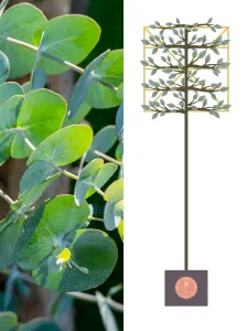 Eucalyptus Pleached Tree with Staking Kit - 200cm Stem and 10cm Girth