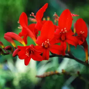 Crocosmia Lucifer - Fiery Red Flowers, Perennial, Hardy (30-40cm Height Including Pot)