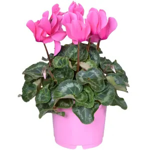 Cyclamen 'Pink' - Delicate Beauty for Indoor Spaces, Bright Blooms, Compact Size (12cm)