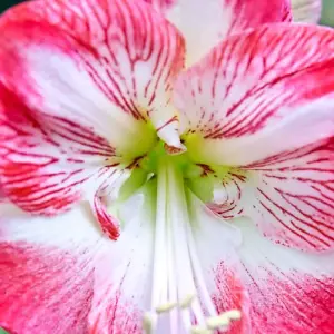 Amaryllis Minerva 1 Bulb (Size 22/24)