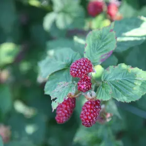 Tayberry Buckingham Thornless Fruit Bush Rubus Fruiting Berry Shrub Plant 3L Pot