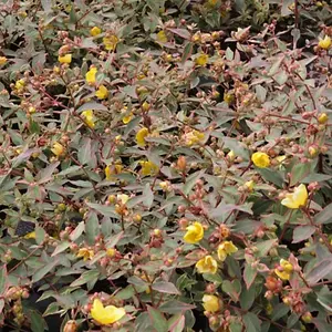 Hypericum Tricolor Garden Plant - Colorful Variegated Leaves, Compact Size (20-30cm Height Including Pot)