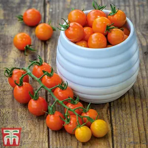 Tomato Honeycomb F1 1 Seed Packet (10 Seeds)