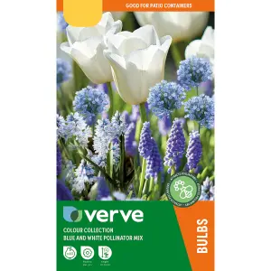 Colour Collection - Blue Pollinator 40 Flower bulbs