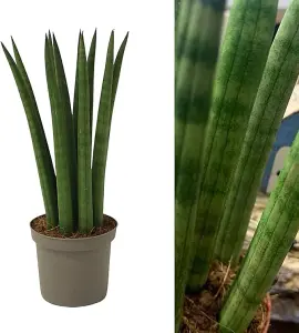 Sansevieria cylindrica Straight - Cylindrical Snake Plant - 20-25cm High inc Pot