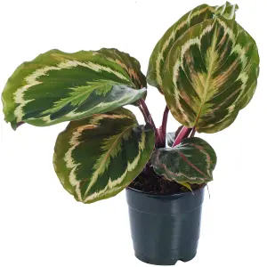 Calathea Medallion - Vibrant Foliage, Indoor Houseplant (12cm, 30-40cm)