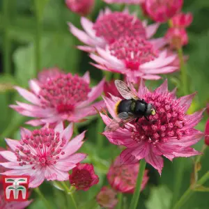 Astrantia Major Venice 6 Bare Root Plants