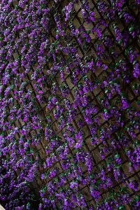 Vivid Violet Topiary Trellis 180 x 90cm Artificial Leaf Trellis Garden Screen