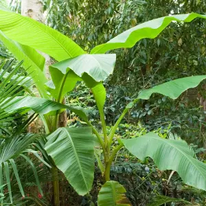 Musa basjoo (Japanese Fibre Banana) in 9cm Pot - Indoor Plant